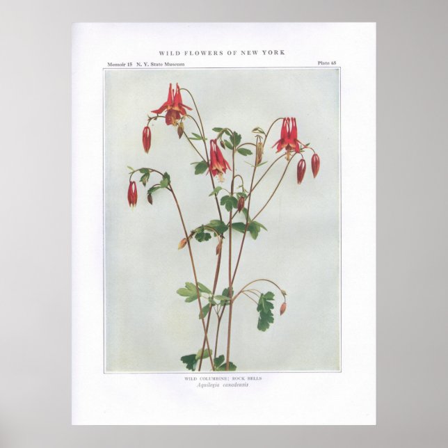 Poster Colbine sauvage; Cloches rocheuses - Aquilegia can (Devant)
