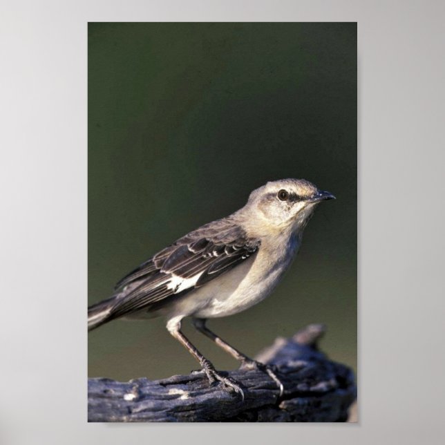 Poster Colibri (Devant)