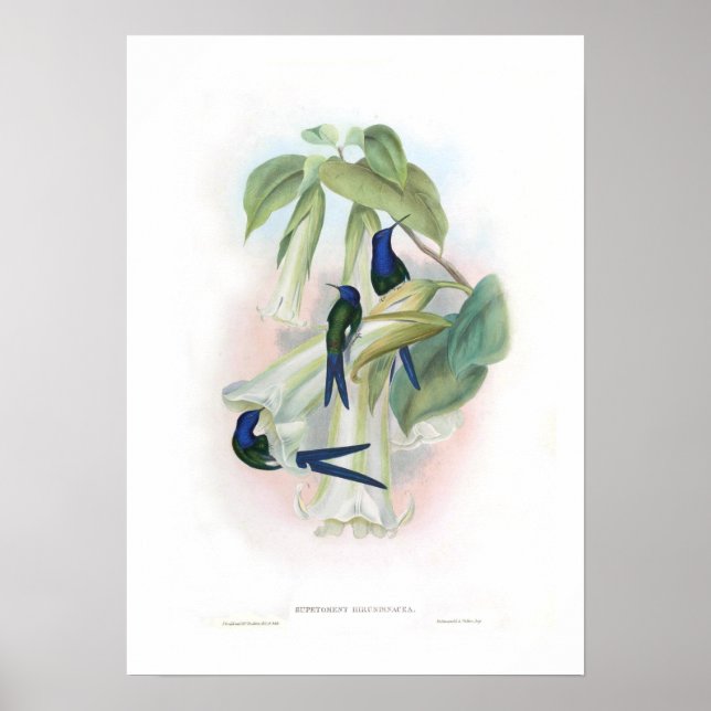 Poster Colibri (Devant)