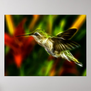 Poster Colibri