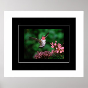 Poster Colibri