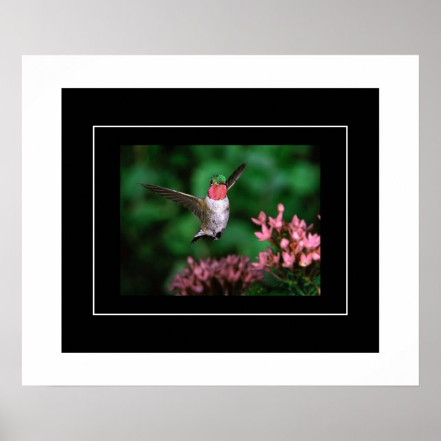 Poster Colibri (Devant)