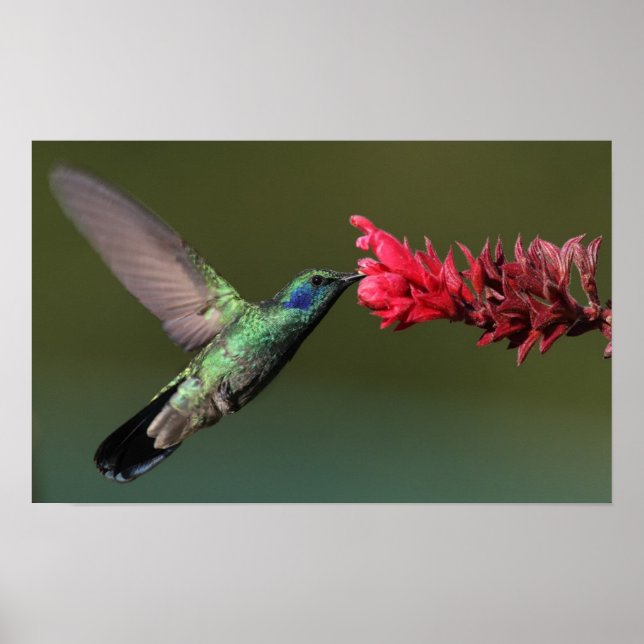 Poster Colibri (Devant)
