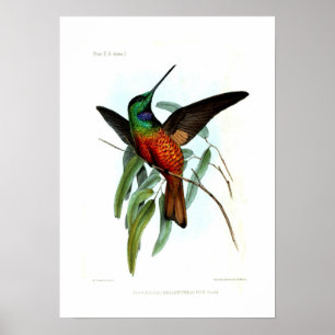 Poster Colibri