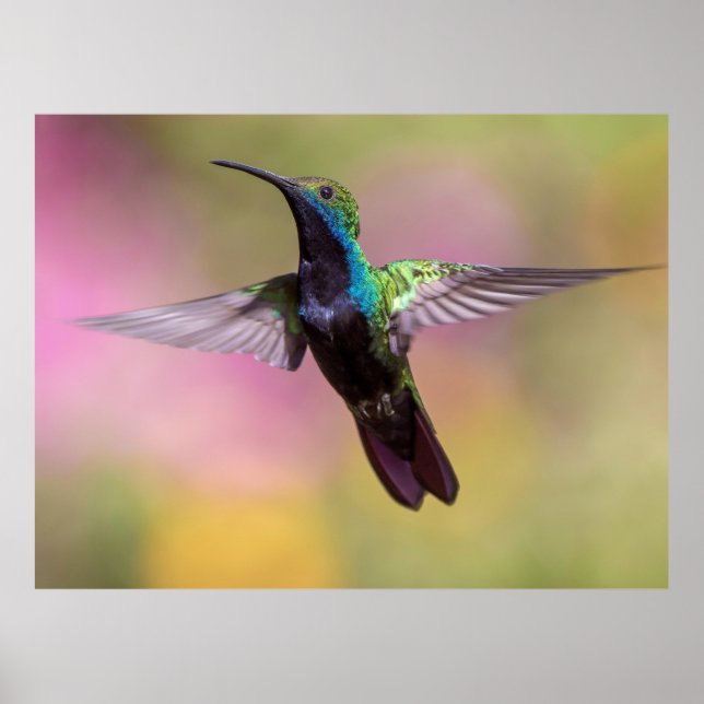 Poster Colibri (Devant)