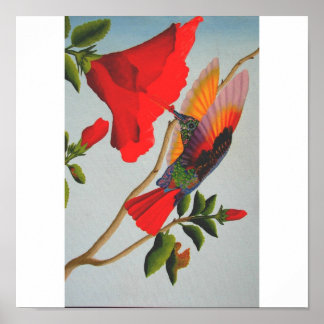 Poster Colibri