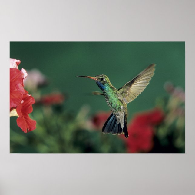 Poster Colibri à bec large, Cynanthus (Devant)