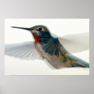 Poster Colibri à gorge rouge