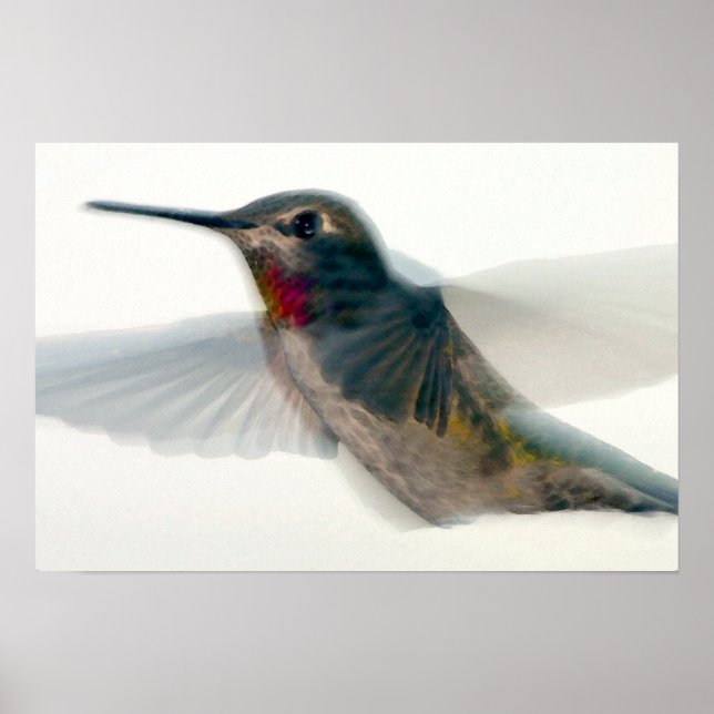 Poster Colibri à gorge rouge (Devant)