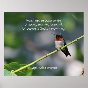 Poster Colibri à gorge rubis
