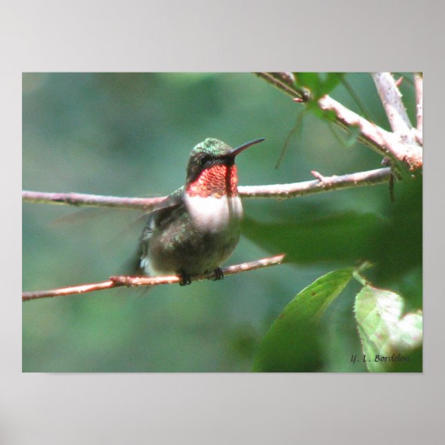 Poster Colibri à gorge rubis après chasse (Devant)