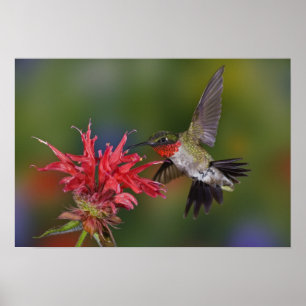 Poster Colibri à gorge rubis mâle