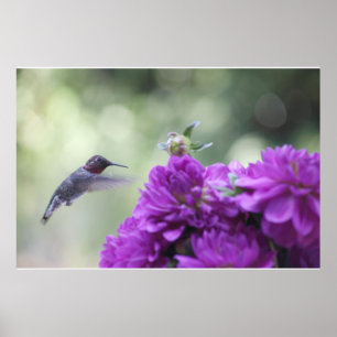 Poster colibri à l'affiche dahlias violet