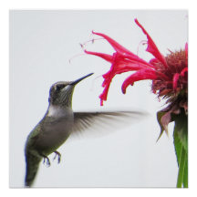 Colibri à Monarda