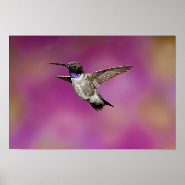 Poster Colibri à poitrine noire, Archilochus (Devant)