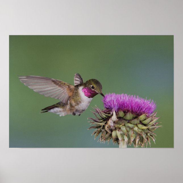 Poster Colibri à queue large, Selasphorus (Devant)