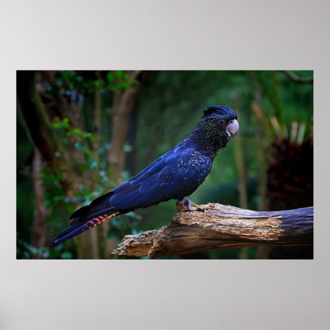 Poster Colibri à queue rousse (Devant)