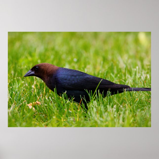Poster Colibri à tête Brown (Molothrus ater) (Devant)