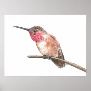 Poster Colibri aquarelle