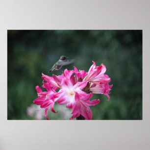 Poster colibri aux lys de beladonna