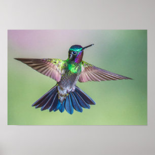 Poster Colibri coloré en vol