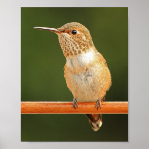 Poster Colibri d'Allen - Rosie 1