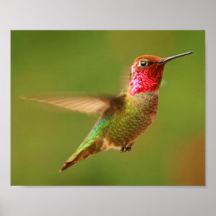 Poster Colibri d'Anna masculine - Rudy 2