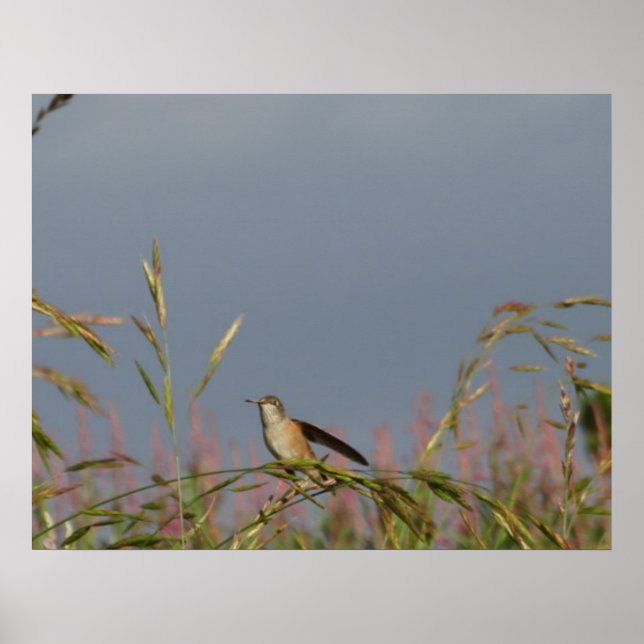 Poster Colibri dans les herbes   Ciel bleu nom personnali (Devant)