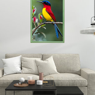 Poster Colibri de Gould