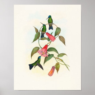 Poster Colibri de Gould par John Gould Print