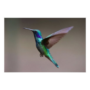 Poster Colibri en vol