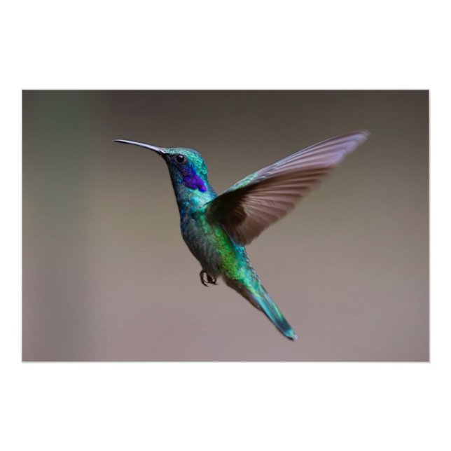 Poster Colibri en vol (Devant)