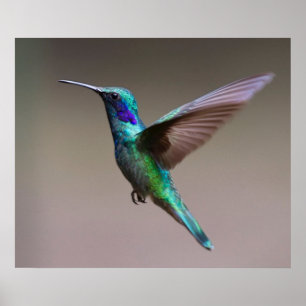 Poster Colibri en vol