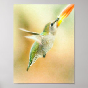 Poster Colibri en vol tôt le matin