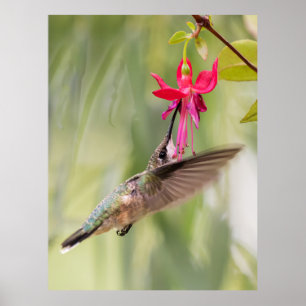 Poster Colibri Fuchsia Favori