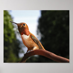 Poster Colibri mâle roux - Imprimantes d'art
