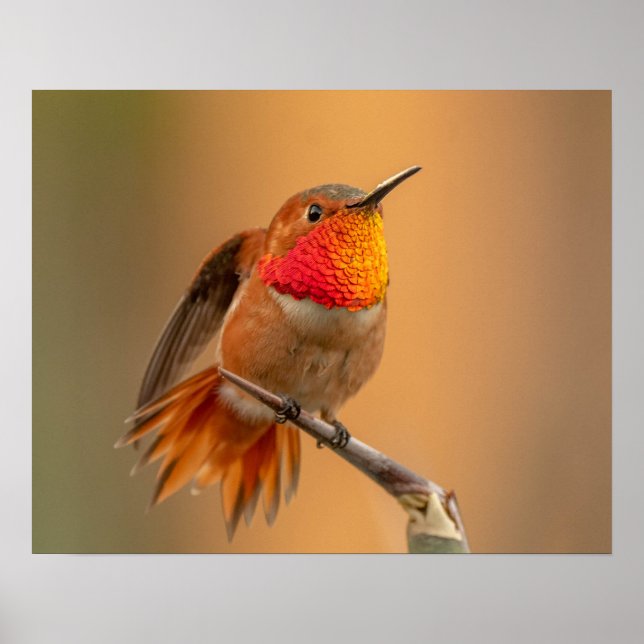 Poster Colibri orange et plumes rouillées (Devant)