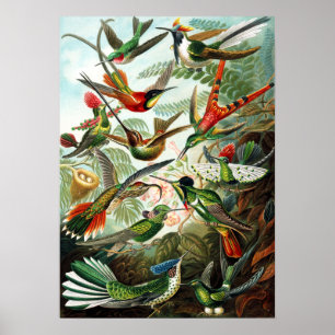 Poster Colibri par Ernst Haeckel