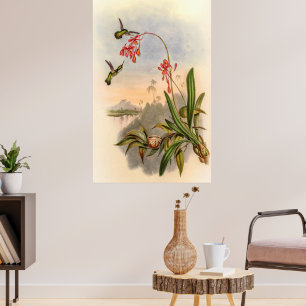 Poster Colibri par John Gould