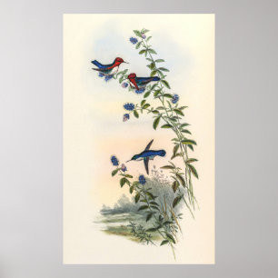 Poster Colibri par John Gould