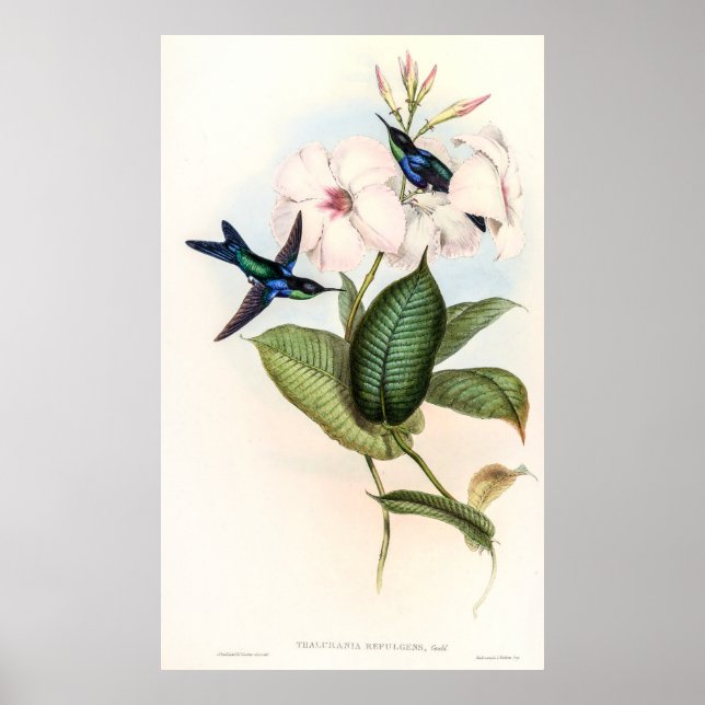 Poster Colibri par John Gould (Devant)