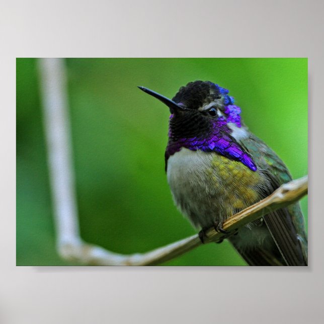 Poster Colibri pourpre (Devant)