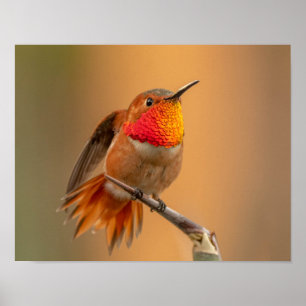 Poster Colibri roux et plumes rousses