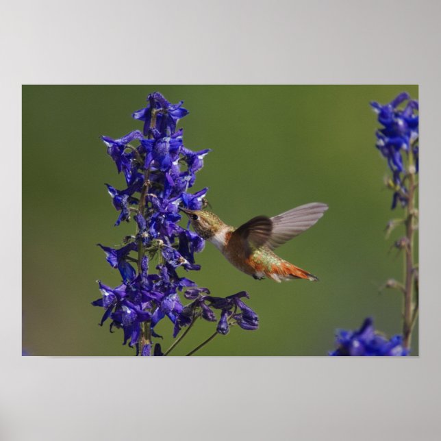 Poster Colibri roux, rufus Selasphorus, femelle (Devant)