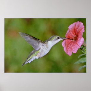 Poster colibri Rubis-throated (femelle) avec le pétunia