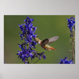 Poster Colibri Rufous, rufus de Selasphorus, femelle