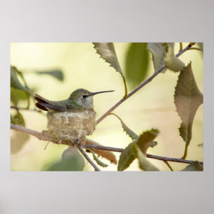 Poster Colibri sur son nid