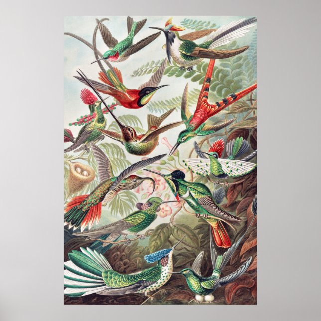 Poster Colibri, Trochilidae Kolibris par Ernst Haeckel (Devant)