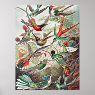 Poster Colibri, Trochilidae Kolibris par Ernst Haeckel