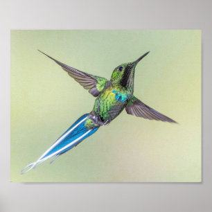 Poster Colibri vert avec de longues plumes de queue bleue